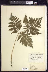 Pteridium aquilinum subsp. latiusculum image