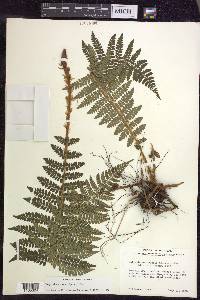 Polystichum braunii image