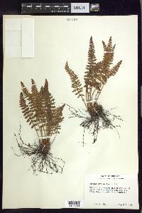 Woodsia ilvensis image