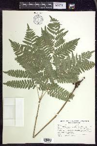 Pteridium aquilinum subsp. latiusculum image