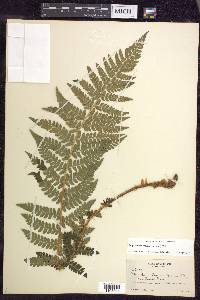 Polystichum braunii image