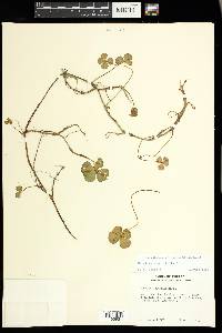 Marsilea quadrifolia image