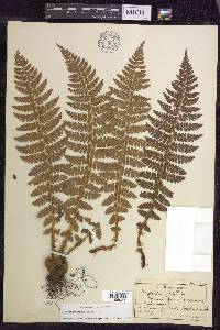 Polystichum braunii image