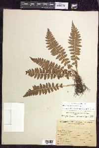 Polystichum braunii image