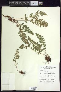 Woodsia ilvensis image