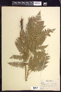 Pteridium aquilinum subsp. latiusculum image