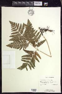 Pteridium aquilinum subsp. latiusculum image