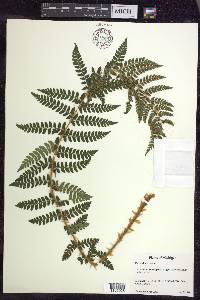 Polystichum braunii image