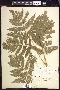 Pteridium aquilinum subsp. latiusculum image