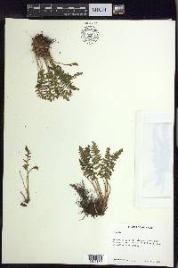 Woodsia ilvensis image