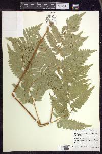 Pteridium aquilinum subsp. latiusculum image