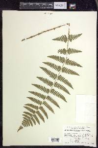 Dryopteris × boottii image