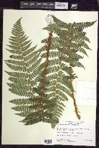 Polystichum braunii image