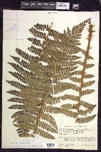 Polystichum braunii image