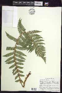 Polystichum braunii image