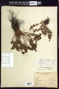 Woodsia ilvensis image