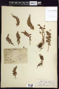 Woodsia ilvensis image