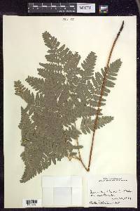 Pteridium aquilinum subsp. latiusculum image