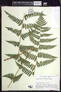 Dryopteris × boottii image