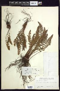 Woodsia ilvensis image