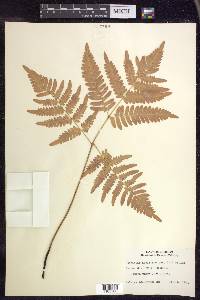 Pteridium aquilinum subsp. latiusculum image