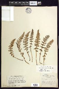 Woodsia ilvensis image