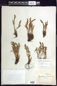 Woodsia ilvensis image