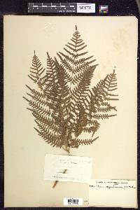 Pteridium aquilinum subsp. latiusculum image