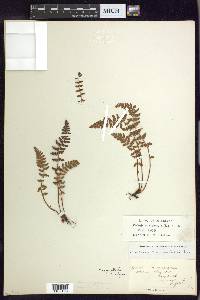 Woodsia ilvensis image