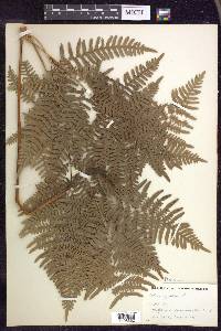 Pteridium aquilinum subsp. latiusculum image