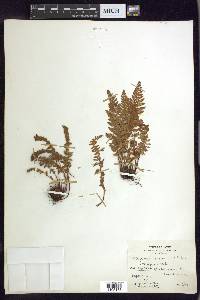 Woodsia ilvensis image