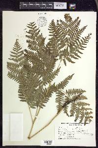 Pteridium aquilinum subsp. latiusculum image