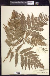 Pteridium aquilinum subsp. latiusculum image