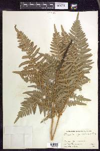 Pteridium aquilinum subsp. latiusculum image