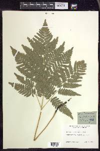 Pteridium aquilinum subsp. latiusculum image