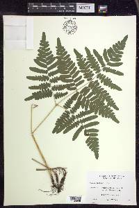 Pteridium aquilinum subsp. latiusculum image