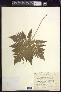 Pteridium aquilinum subsp. latiusculum image