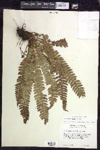 Polystichum lonchitis image