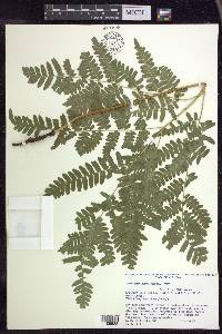 Pteridium aquilinum subsp. latiusculum image