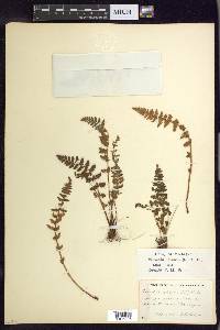 Woodsia ilvensis image