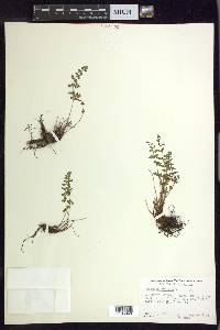 Woodsia oregana image