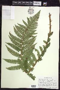 Polystichum braunii image