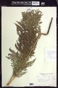 Pteridium aquilinum subsp. latiusculum image