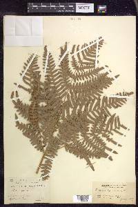 Pteridium aquilinum subsp. latiusculum image