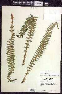 Polystichum lonchitis image