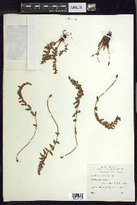 Woodsia ilvensis image