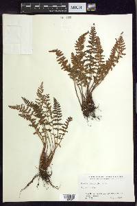 Woodsia ilvensis image