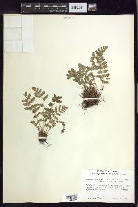 Woodsia ilvensis image