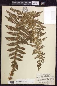 Polystichum braunii image