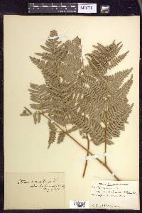 Pteridium aquilinum subsp. latiusculum image